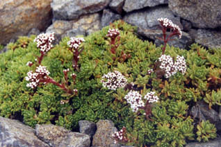 Crassula setulosa var curta